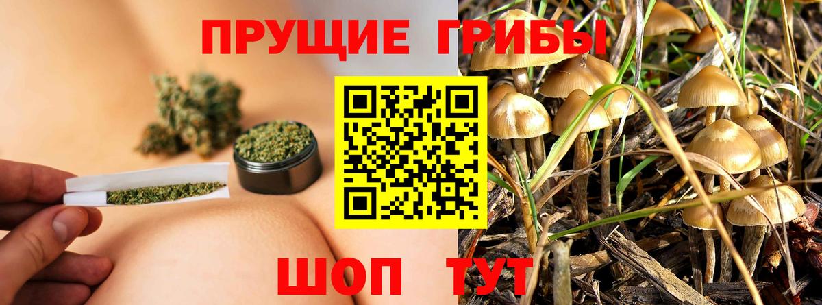 Псилоцибиновые грибы GOLDEN TEACHER Рославль